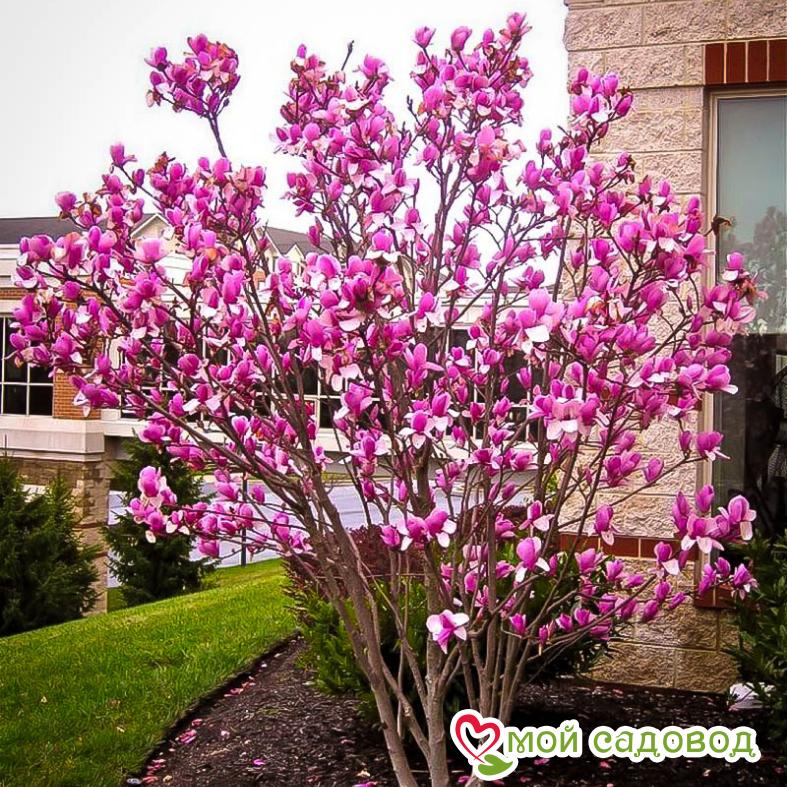 Магнолия гибридная Сьюзан