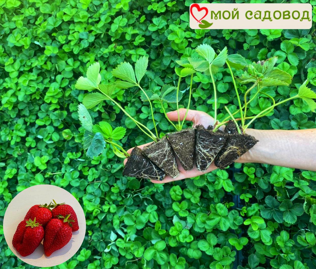 Гигантская клубничная выгода!