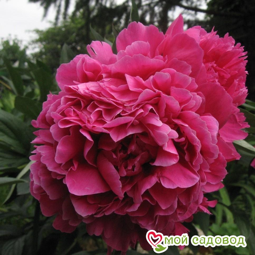 Пион Канзас