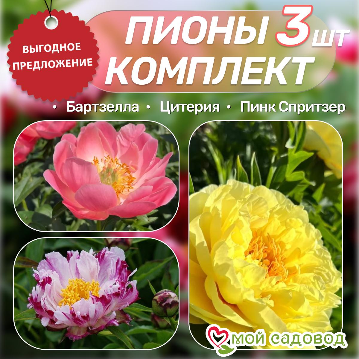 Комплект Пионов - Яркий сад!