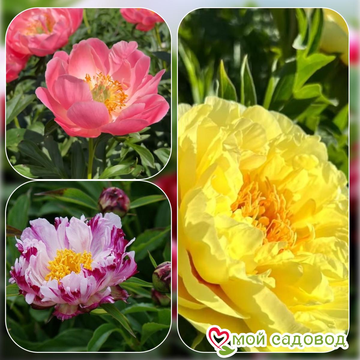Комплект Пионов - Яркий сад!
