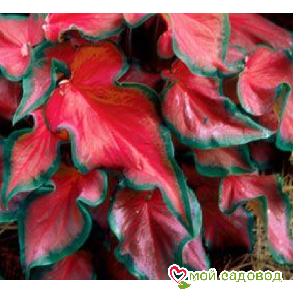 Хоста Рэд Эйнджл