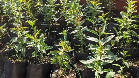 Миндаль Красный